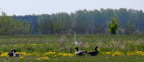 Pripyat wildlife 460 (MENR)